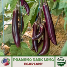 20 Organic Hawaiian Poamoho Dark Long Eggplant Seeds, Disease Resistant, Non-GMO