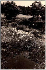 Osterzgebirge East Germany Georgenfelder Hochmoor Nature Reserve RPPC Postcard