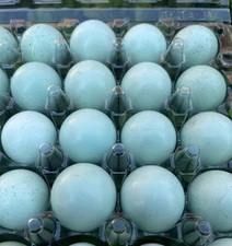 20+ **RARE COLORS** Celadon Blue Coturnix Quail Hatching Eggs - 100% TRUE BLUE