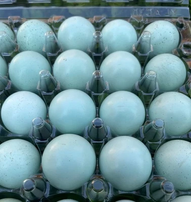 20+ **RARE COLORS** Celadon Blue Coturnix Quail Hatching Eggs