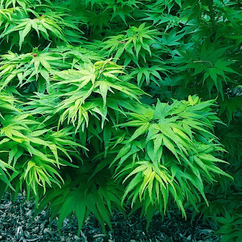 10 "DWARF" Japanese Maple Tree Seeds (Mikawa yatsubusa) UNIQUE Hemp Herb Bonsai 