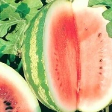 Crimson Sweet Watermelon Seeds  | NON-GMO Watermelon Seeds |  Heirloom Seeds