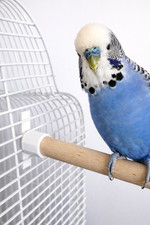 Twist Fit Wooden Bird Perches For Bird Cages, 15mm Diameter For S - M Size Birds