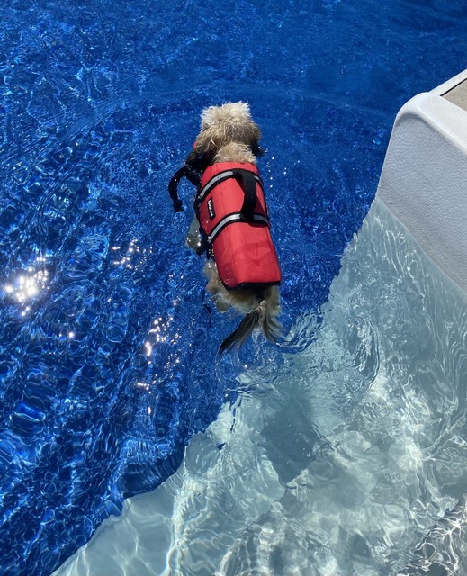 zippy paws life jacket