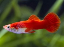 GUPPY PEOELICIDA RETICULATA