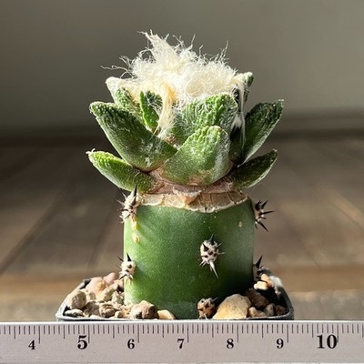 11-957 Cactus bravoanus, VM288, El Nunez, SLP, grafted