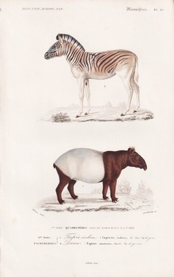 Tapirus indicus Zebra Tapir engraving Equus India Indien Stahlstich Orbigny 1849