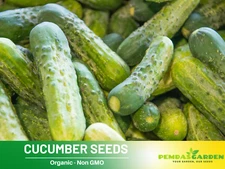 20 Seeds| Cucumber Seeds