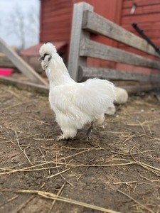 12 + Layers Choice Chicken Hatching Eggs! 4 Silkie Mix Eggs Guarantee!