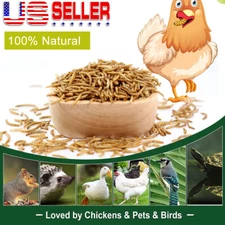 Wholesale Bulk Dried Mealworms for Wild Birds Food Blue Bird Chickens Hen Treats