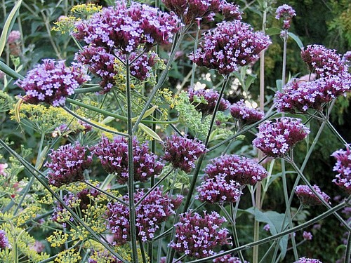 VERBENA BONARIENSIS, *233 SEEDS,* TALL VERBENA, HARDY, PURPLE FLOWERS, EZ 2 GROW