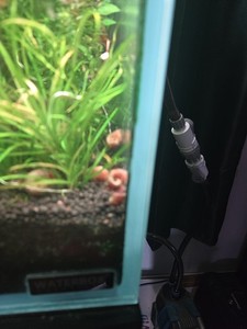 100  Ramshorn Snails, Assorted Colors, Aquarium Accessories