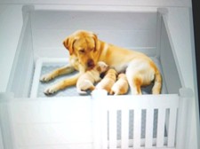 Pet Welping Box White/ Plastic 43"X78" Puppy Pad Included