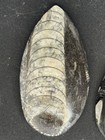 2 Polished Orthoceras Fossils 3 inches tall — photo 4