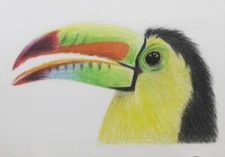 Colorful Toucan, ACEO Original Art Card, Bird, Finely Detailed, Wildlife, Signed
