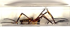 4.3" Giant Golden Orb Weaver Spider in Lucite Resin Paperweight Nephila Pilipes