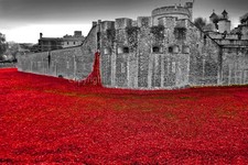 Poppies at The Tower of London Blood Swept Lands and Seas of Red picture print