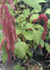 AMARANTH SEEDS 50 --VIRGINIA--ORGANIC GARDEN--"LOVE LIES BLEEDING"