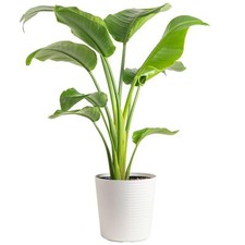 White Bird of Paradise Strelitzia nicolai Live Indoor Plant in D cor Planter ...