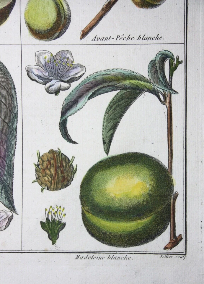 Pfirsich, Avant-Pêche, altkol. Kupferstich aus Rozier "Cours d'agriculture" 1786 - Bild 4 von 4