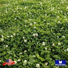 Fresh White Dutch Clover Perennial Cover Crop 4000 Seeds Non-GMO