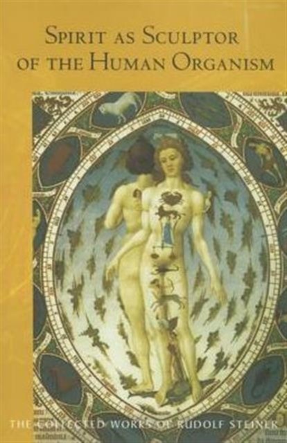 Spirit as Sculptor of the Human Organism by Rudolf Steiner (Paperback Book)