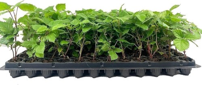 #ad Apache BlackBerry Plant Live Starter Plants Rubus Fruit Trees for The... $202.69