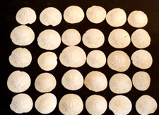 SAND DOLLAR SHELL Lot of 30 US Coast Ocean Seashells 2.5"- 3.25"