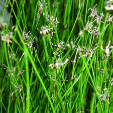 Blumixx Stauden Eleocharis acicularis - Nadelsimse