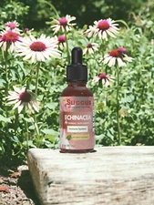 Echinacea Tincture - Immune System