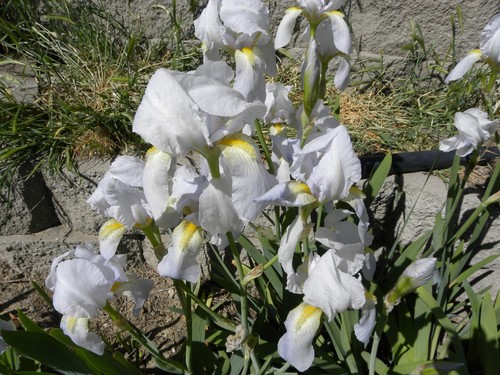 Flower Dig Lot of 12 White Lavender Iris Flower Rhizome Rhizomes Plant Flowers ...