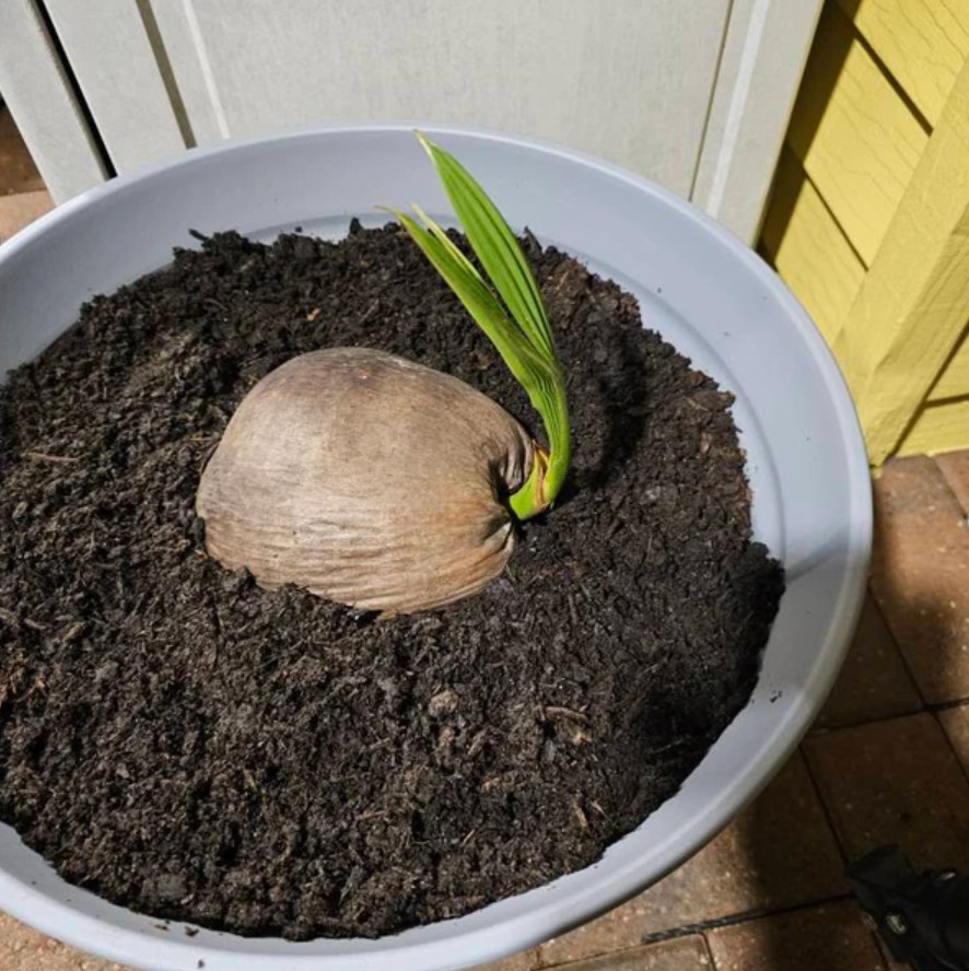 Sprouted Yellow Malayan Coconut – Live Plant 6–8" Tall – Healthy & Well-Rooted