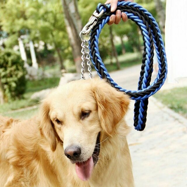 chain leashes for big dogs