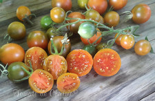 10 graines de tomate Evil Olive cherry tomato seeds méth.bio