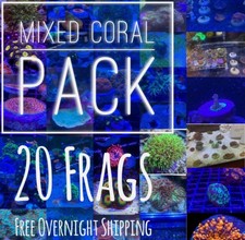 Frag pack live coral 20 Mixed Frags! Free Next Day Shipping
