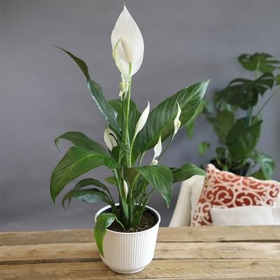 chameleon zz plant Zamioculcas 'Chameleon' | Rare Yellow Variegated ZZ Plant