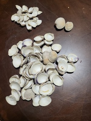 White Clam Shells Natural Sea Shell approx. 63 pc, 2 Whole Sea Shells & Brkn Pcs