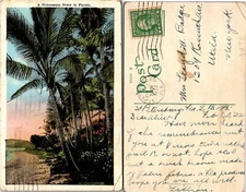 Florida Palm Trees Beach Postcard Used (37930)