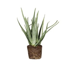 Aloe Vera Pianta Vera Radicata 10-15 cm in Vaso Pianta Grassa Ornamentale