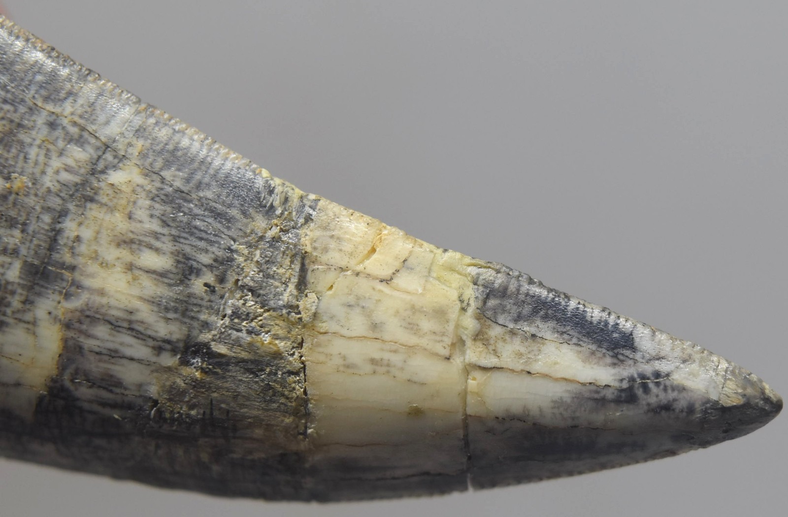 Large Fossilized Tyrannosaurus Rex T-Rex Dinosaur Fossil Tooth 5"