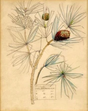 Pine Charles Rennie Mackintosh 1915 Botanical Drawing Arts and Crafts Design