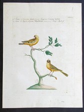 Stampa antica canarino serino angola uccelli Manetti Ornitologia acquaforte 1771