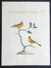 Stampa antica canarino serino angola ucelli Manetti Ornitologia acquaforte 1771