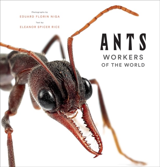 Ants: Workers of the World by Eleanor Spicer Rice (Hardback Book)