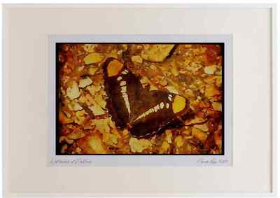Schmetterlinge 052023 California Schwester Aquarell Bilderrahmen limitierte Auflage A3