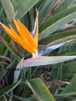 strelitzia nicolai sonne Strelitzia Nicolai | 150cm