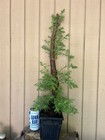 20+Y/O Rescue•Coast Redwood Tree Huge Burl (My BIGGEST!) From Seed NorCal Coast — photo 9