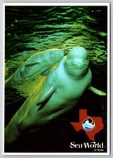 Vtg Postcard San Antonio Texas Beluga Whale Mother Baby USA Unposted