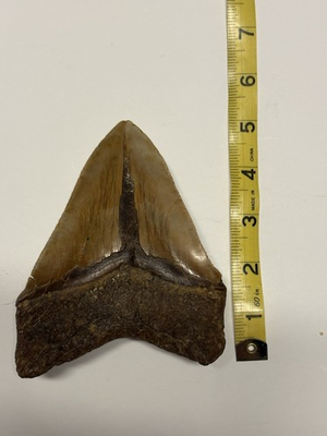 #ad #ad Authentic Megalodon Shark Tooth 5.5 Inches With Seration $250.00