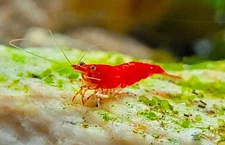 5 Fire Red Neocaridina Shrimp - Home Tank Raised - Not Imports